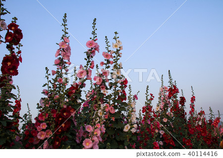 蜀葵花季在台灣彰化 蜀葵花季在台灣彰化 40114416