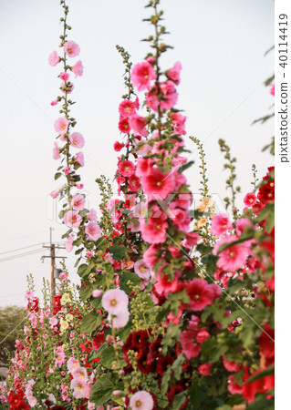 蜀葵花季在台灣彰化 蜀葵花季在台灣彰化 40114419