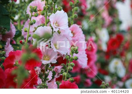 蜀葵花季在台灣彰化 40114420