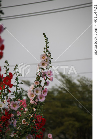 蜀葵花季在台灣彰化 蜀葵花季在台灣彰化 40114421
