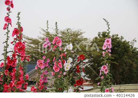 蜀葵花季在台灣彰化 蜀葵花季在台灣彰化 40114426