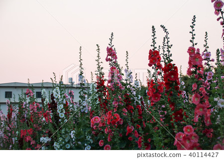 蜀葵花季在台灣彰化 蜀葵花季在台灣彰化 40114427