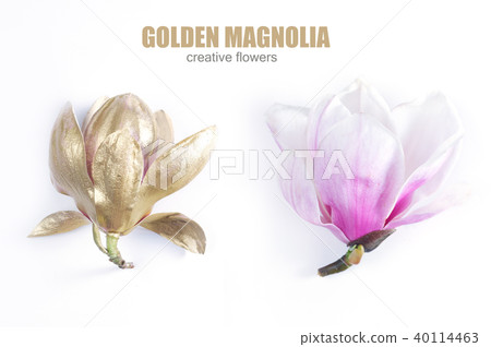 Magnolia Flowers on white Magnolia Flowers on white 40114463