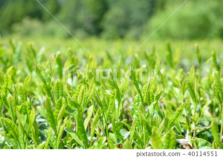 Ocha Tea Field Shinba One-Core Two-leaf Day Image 40114551