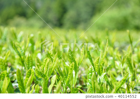 Ocha Tea Field Shinba One-Core Two-leaf Day Image 40114552