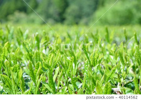 Ocha Tea Field Shinba第一核心Futaba早晨圖像 40114562