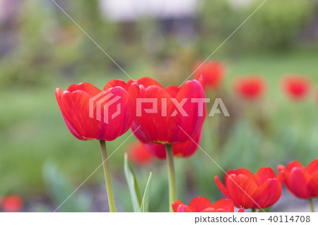 Beautiful red tulips against a background of green 40114708