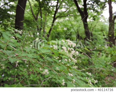 Kogomeutsugi 40114716