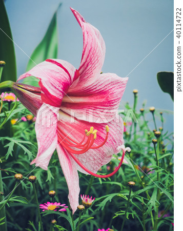 Beautiful pink lilies flowers in the park Beautiful pink lilies flowers in the park 40114722