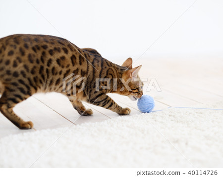 family pets domestic animals beautiful bengal cat family pets domestic animals beautiful bengal cat 40114726