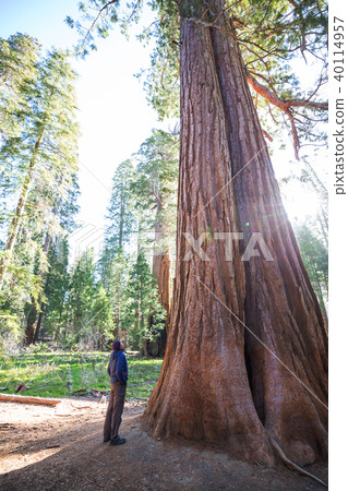 Sequoia Sequoia 40114957