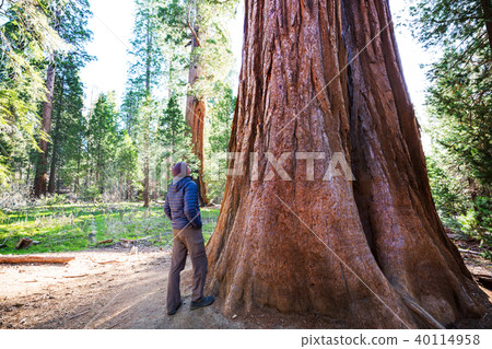 Sequoia Sequoia 40114958