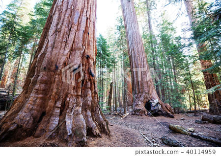 Sequoia Sequoia 40114959