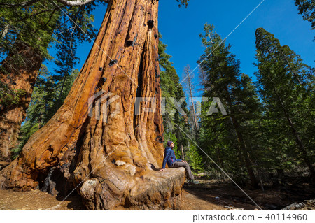 Sequoia Sequoia 40114960