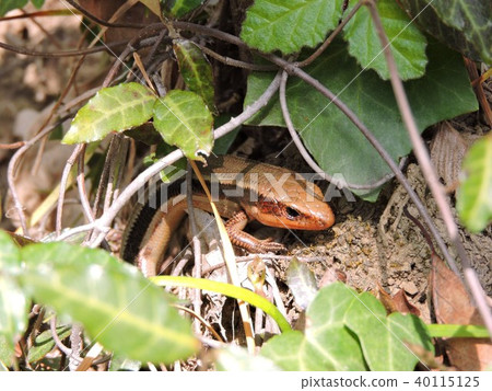 Japanese lizard 40115125