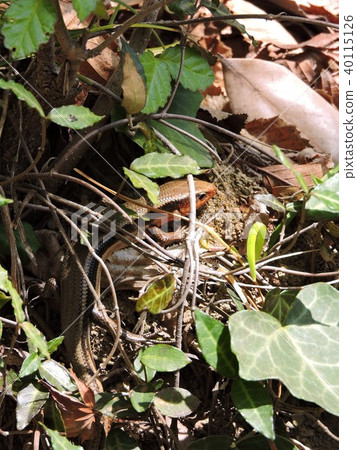 Japanese lizard 40115126