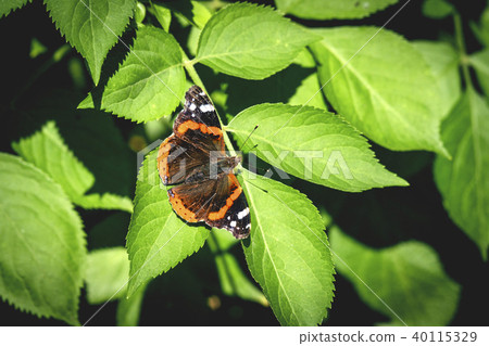 Red Admiral butterfly on a green leaf Red Admiral butterfly on a green leaf 40115329