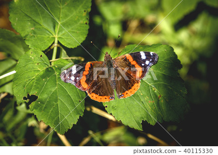 Red Admiral butterfly in a green garden Red Admiral butterfly in a green garden 40115330