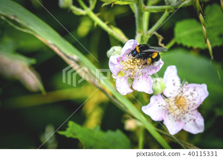 Bumblebee on a white flower in a garden Bumblebee on a white flower in a garden 40115331
