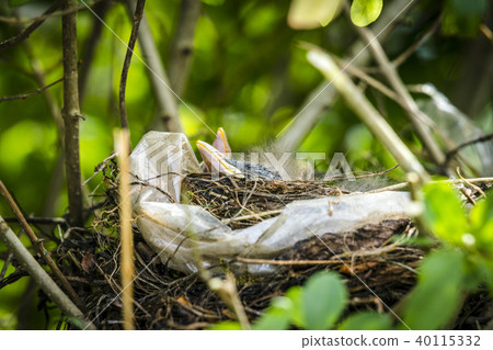 Beaks of newly hatched black birds Beaks of newly hatched black birds 40115332