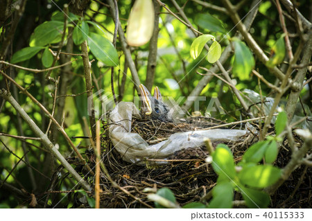 Newly hatched blackbirds relaxing in a birds nest Newly hatched blackbirds relaxing in a birds nest 40115333