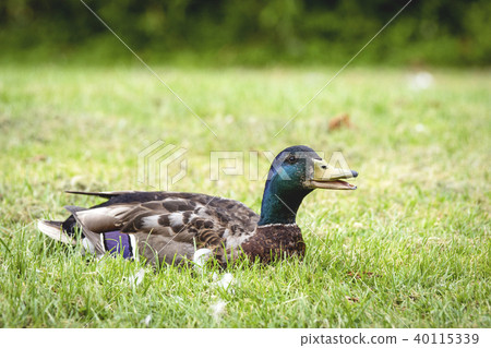 Male duck relaxing in the sun on green grass Male duck relaxing in the sun on green grass 40115339