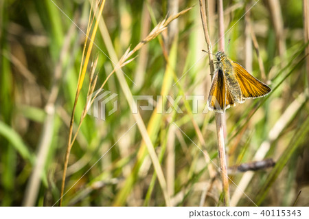 Orange Venata moth hanging on a straw 40115343