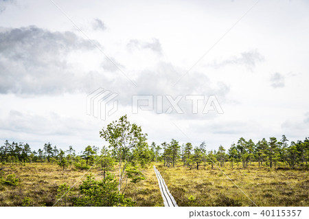Small trail on a Scandinavian wilderness reserve Small trail on a Scandinavian wilderness reserve 40115357