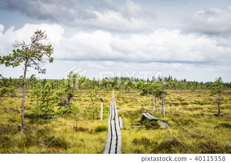 Walking path on a nature reserve with plains Walking path on a nature reserve with plains 40115358