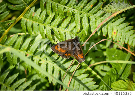 Arran brown butterfly on a large green leaf 40115385