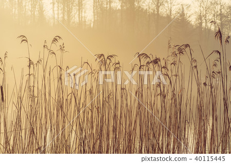 Tall reeds by a lake in the morning sun 40115445
