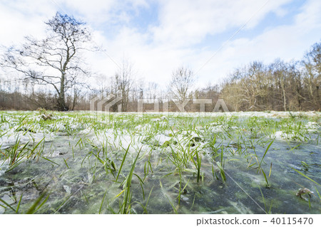 Frozen green grass in a puddle in the winter Frozen green grass in a puddle in the winter 40115470