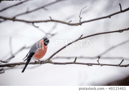 Eurasian Bullfinch in beautiful colors in a tree 40115481