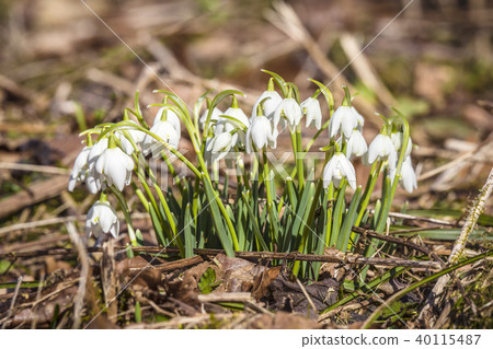 Snowdrop flowers in the forest 40115487