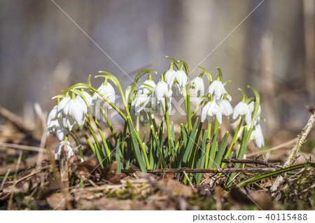 Group of snowdrops in a forest in the spring Group of snowdrops in a forest in the spring 40115488