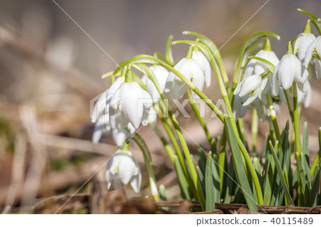 Close-up of snowdrop flowers in the spring Close-up of snowdrop flowers in the spring 40115489