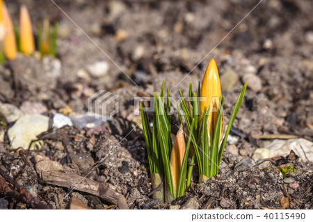 Crocus flowers blooming in the spring Crocus flowers blooming in the spring 40115490