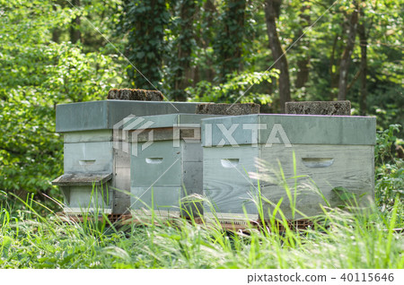 blue wooden beehives in a green meadow at spring blue wooden beehives in a green meadow at spring 40115646