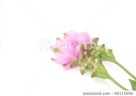 Curcuma Curcuma 40115698