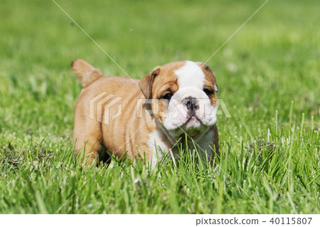 Portrait of the english bulldog outdoo 40115807