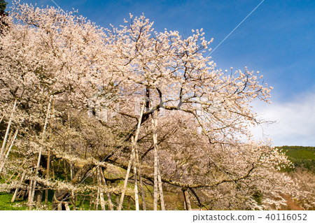 Hida Ichinomiya Shinryu Sakura 40116052