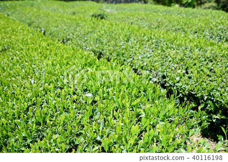 A tea plantation with a fresh leaf 40116198