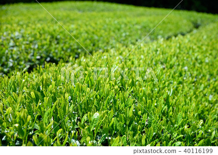 A tea plantation with a fresh leaf 40116199