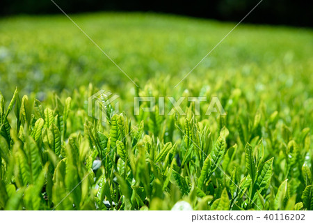 A tea plantation with a fresh leaf 40116202