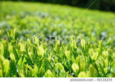 A tea plantation with a fresh leaf 40116203