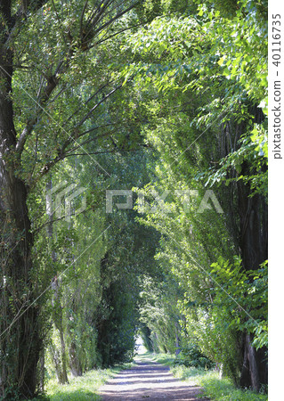 Sapporo Hokkaido University poplar rowing summer 40116735