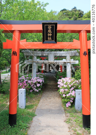 Tani Shrine（Fukutsu市） 40116776