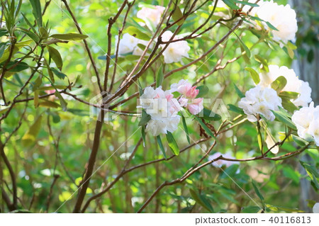 西部杜鵑花 40116813