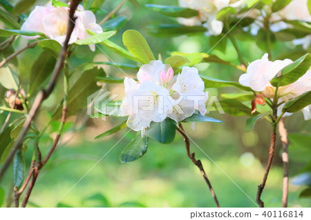 西部杜鵑花 西部杜鵑花 40116814