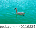 White swan swimming in clear water of blue lake 40116825